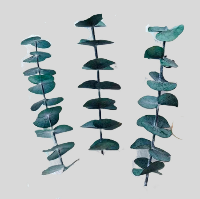 Hojas de Eucaliptos (Eucalyptus Leaves) Flores Aromáticas Seca para Jabones y Velones