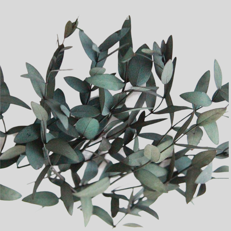 Hojas de Eucaliptos (Eucalyptus Leaves) verde Hojas Aromáticas para Jabones y Velones