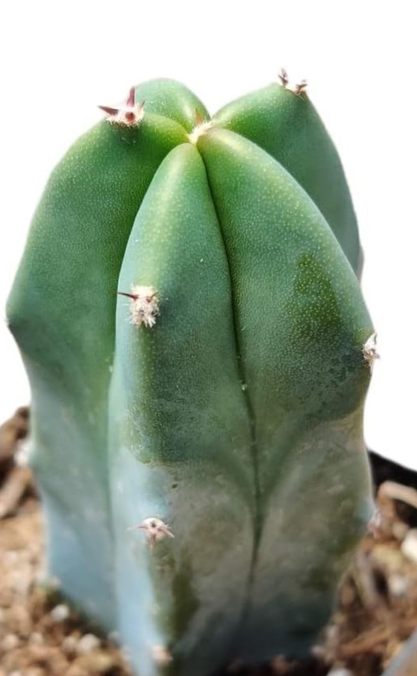 Molde de cactus para velas y resina