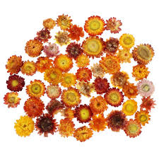 Crisantemos Colorido (Colorful Chrysanthemum) Flores para Velones y Jabones