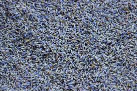 Semilla de Lavanda (Lavender Seeds)