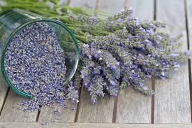 Semilla de Lavanda (Lavender Seeds)