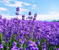 Semilla de Lavanda (Lavender Seeds)