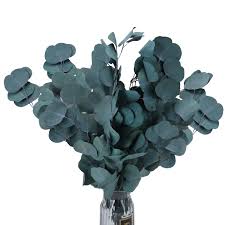 Hojas de Eucaliptos (Eucalyptus Leaves) Flores Aromáticas Seca para Jabones y Velones