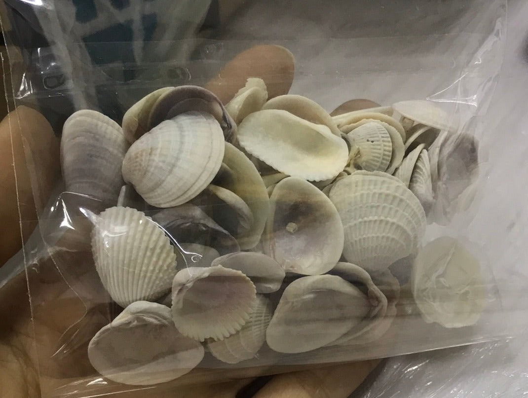 Caracoles