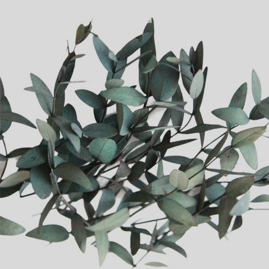 Hojas de Eucaliptos (Eucalyptus Leaves) verde Hojas Aromáticas para Jabones y Velones