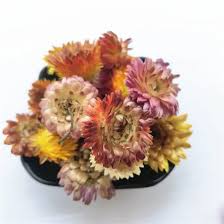 Crisantemos Colorido (Colorful Chrysanthemum) Flores para Velones y Jabones