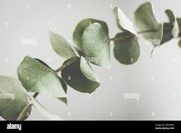 Hojas de Eucaliptos (Eucalyptus Leaves) Flores Aromáticas Seca para Jabones y Velones